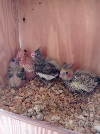 Pappagalli calopsite