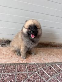 Spitz pomerania toy