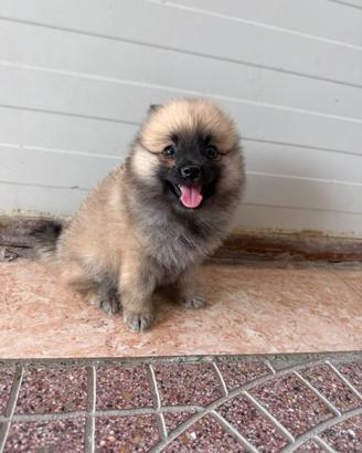 Spitz pomerania toy