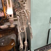scheletro modello anatomico