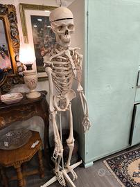 scheletro modello anatomico