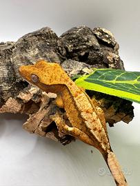 Geco Ciliatus / crestato