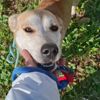 Taglia media-contenuta