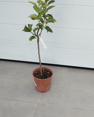pianta limone 