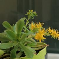 Pianta di fiori Gratis