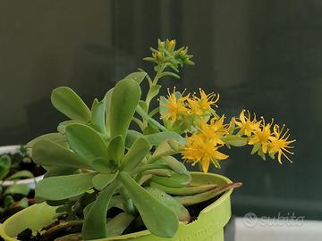 Pianta di fiori Gratis