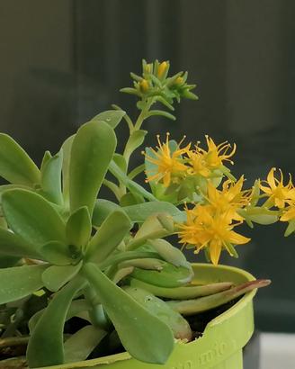 Pianta di fiori Gratis