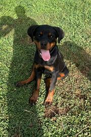 Cucciolona 5 mesi rottweiler