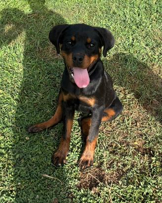 Cucciolona 5 mesi rottweiler