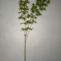 Acero giapponese variegato