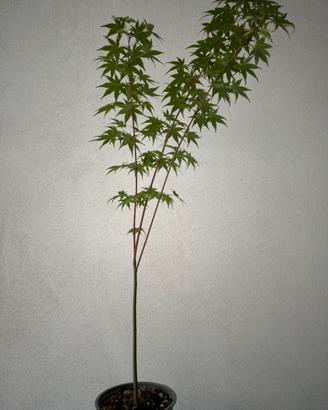 Acero giapponese variegato