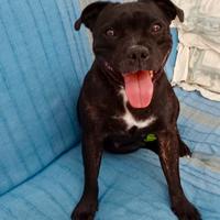 Staffy Femmina