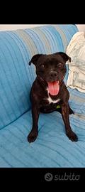 Staffy Femmina