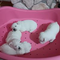 West highland white terrier con pedigree enci
