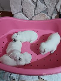 West highland white terrier con pedigree enci