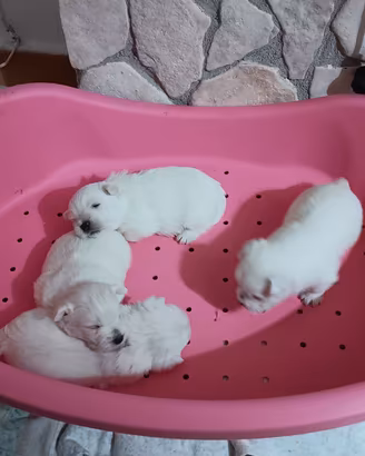 West highland white terrier con pedigree enci