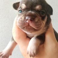 Bulldog francese
