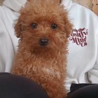 Barboncino toy fulvo