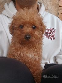 Barboncino toy fulvo