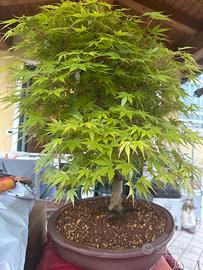 Acero palmato bonsai gia impostato…