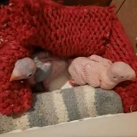 Parrocchetti dal collare