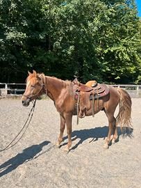 Cavallo