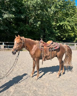 Cavallo