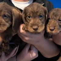 Bassotti a pelo duro