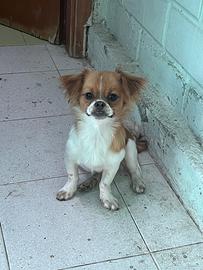 ? Cucciolo di 5 mesi ?