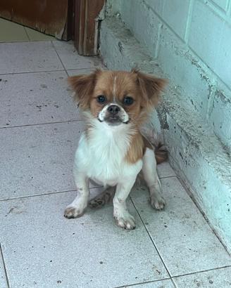 ? Cucciolo di 5 mesi ?