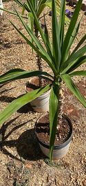 2 piante di Yucca - tronchetto della felicita