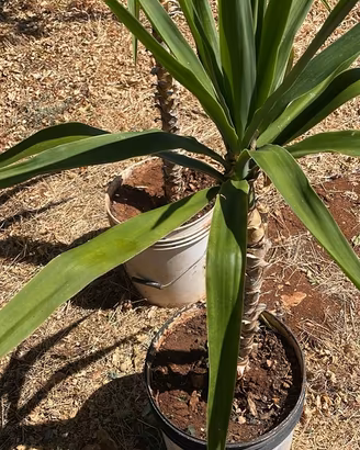 2 piante di Yucca - tronchetto della felicita