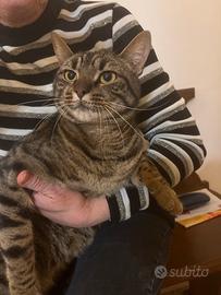 Gatto giocoso e bellino