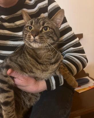 Gatto giocoso e bellino