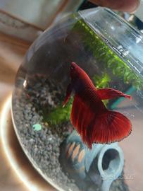 Betta rosso
