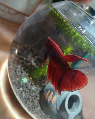 Betta rosso