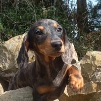 Cuccioli di Bassotto tedesco