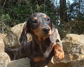 Cuccioli di Bassotto tedesco