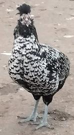 Polli incrocio gallo padovano