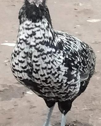 Polli incrocio gallo padovano