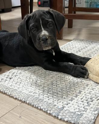 Cane corso