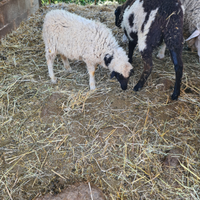 Agnello