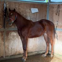 Quarter linea da barrel