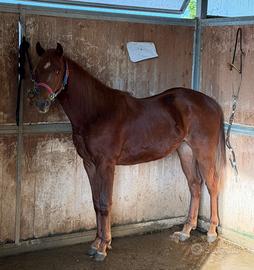 Quarter linea da barrel