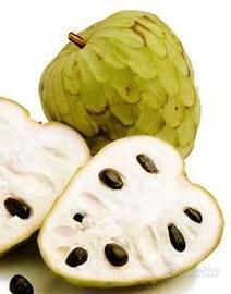 PIANTE DI ANNONA CHERIMOLA INNESTATE