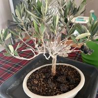Bonsai di Ulivo