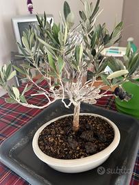 Bonsai di Ulivo