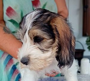 Petit basset griffon vendéen 