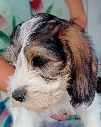 Petit basset griffon vendéen 