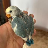 Inseparabili allevati a mano